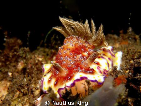 Nudi by Nautilus King 