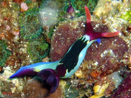 Nudibranches aux Philippines by Philippe Brunner 