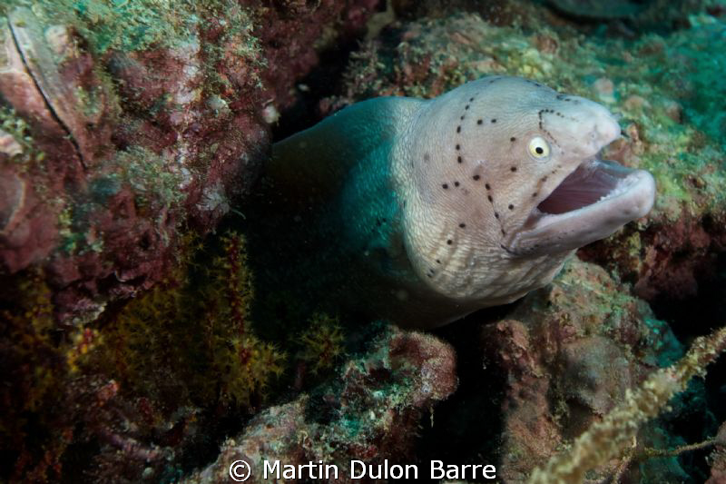 Smiling Moray? Fahal Island. D700 17-35mm f9 @ 1/60 Inon ... by Martin Dulon Barre 
