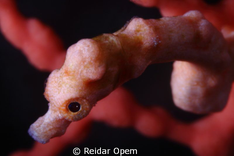 Moody denise (Uncropped with 3.5:1 magnification) by Reidar Opem 
