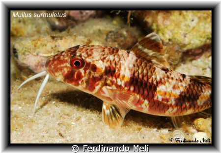 A very nice Mullus surmuletus in the night of Mediterrane... by Ferdinando Meli 
