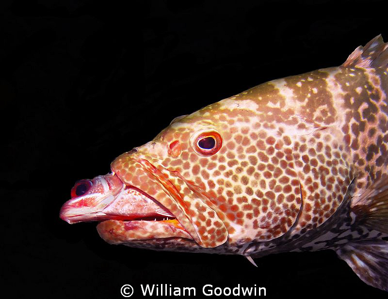 This Tiger Grouper needs to learn to swallow head first -... by William Goodwin 