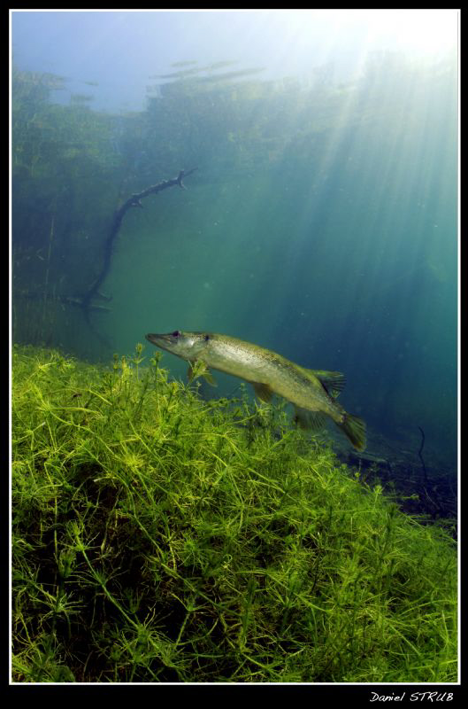 Great dive in our pond a couple of days ago :-D by Daniel Strub 