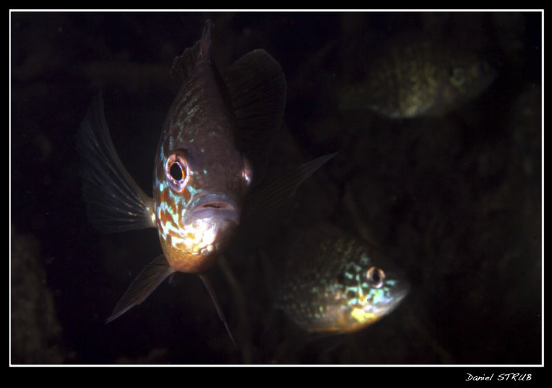 Pumkinseed sunfihes :-D a great dive with buddies JP and ... by Daniel Strub 