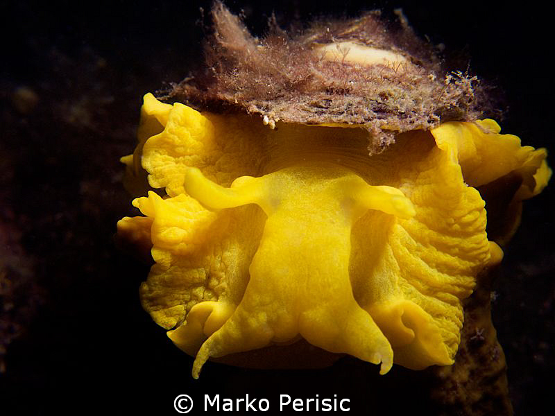The Chinaman's Hat Nudi by Marko Perisic 