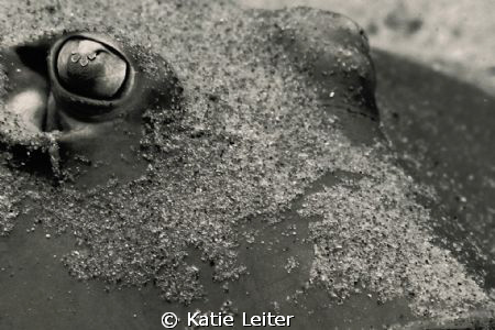 Close-up of ray eye. Taken in the Gold Coast Seaway. 2010. by Katie Leiter 