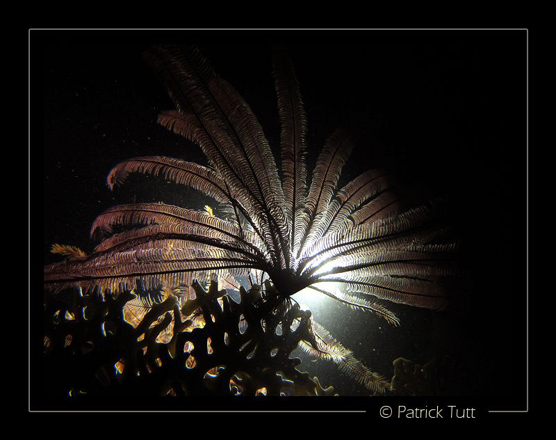 Crinoid on nigth dive in Marsa Shagra - Egypt - Canon S90 by Patrick Tutt 