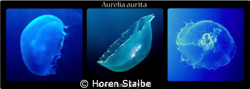 Common Jellyfish looks like..:) by Horen Stalbe 