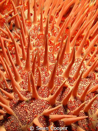 Crown-of-thorns, taken with a Canon G10 and a 350 Epoque ... by Sean Cooper 