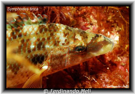 A nice symphodus tinca in the night of Mediterranean sea. by Ferdinando Meli 