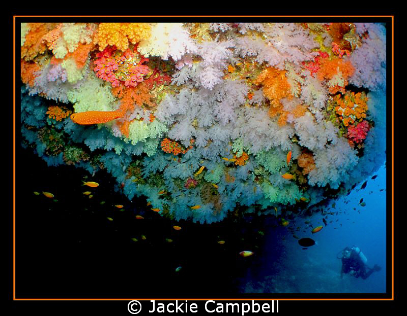 CFWA, of the amazing corals at Rainbow reef in the Maldiv... by Jackie Campbell 