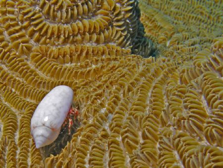 "Taking a Stroll" A tiny hermit crab in Cozumel takes a w... by Christa Loustalot 