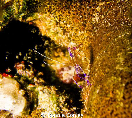 Photo taken August 2010 in Grand Cayman with Canon SD550 by Bonnie Conley 