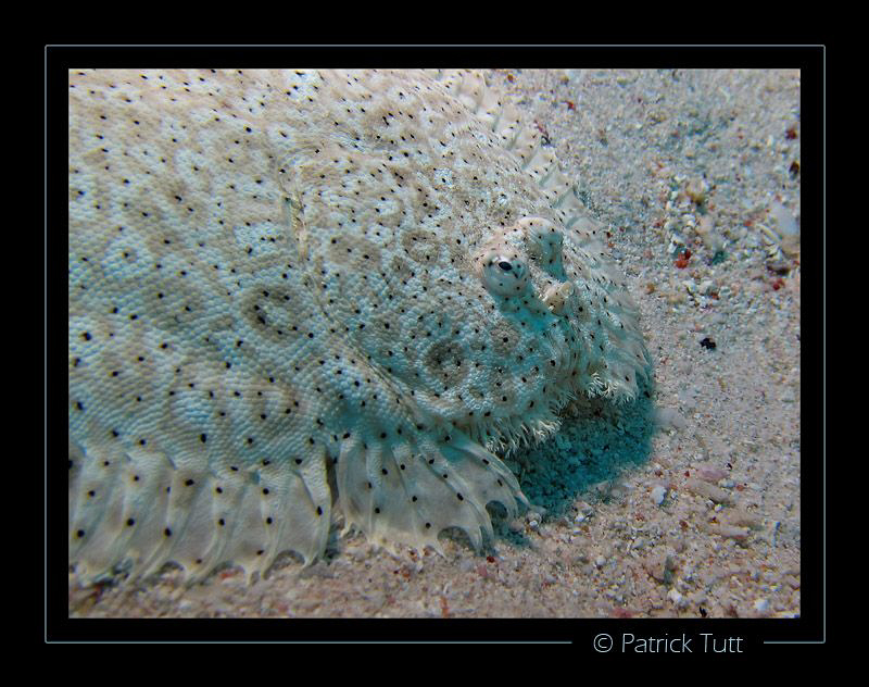 Flatfish  in Marsa Shagra - Egypt - Canon S90 with hand t... by Patrick Tutt 