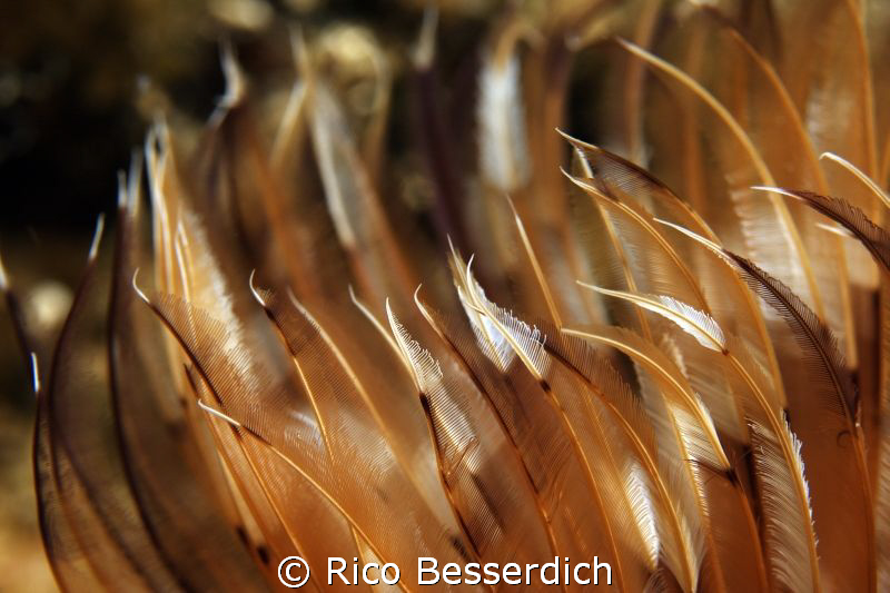 Peacock Worm closeup by Rico Besserdich 