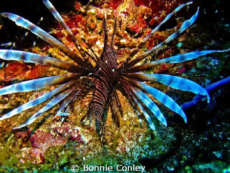 Lionfish seen in Grand Cayman August 2010.  Photo taken w... by Bonnie Conley 
