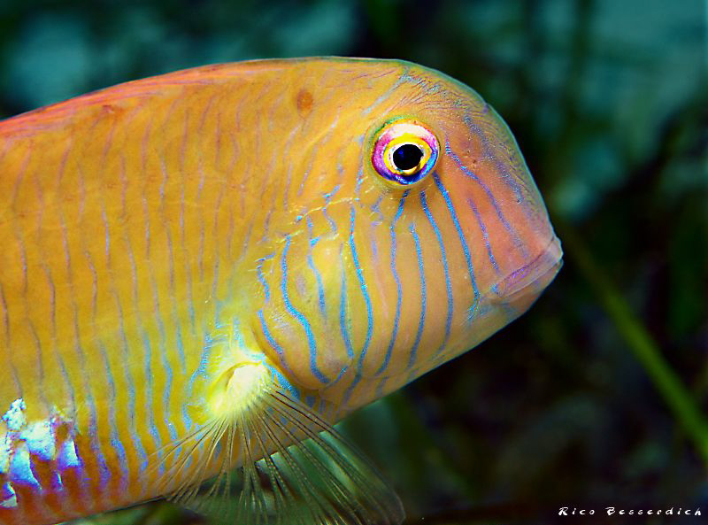 Razor-Fish by Rico Besserdich 