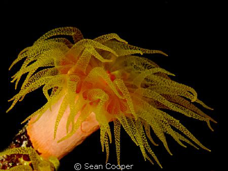 Cup coral. Taken with Canon G10 and ES350-DS Epoque Strobe by Sean Cooper 