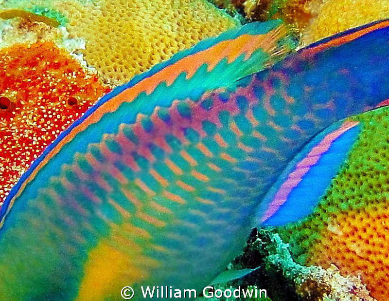 Princess parrot Fashionista. Cayman brac. by William Goodwin 
