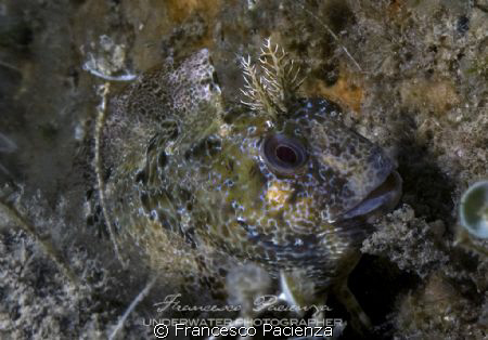 Bavosa cervina. 
Taken with Nikon D300 and Nikkor 18-55 ... by Francesco Pacienza 
