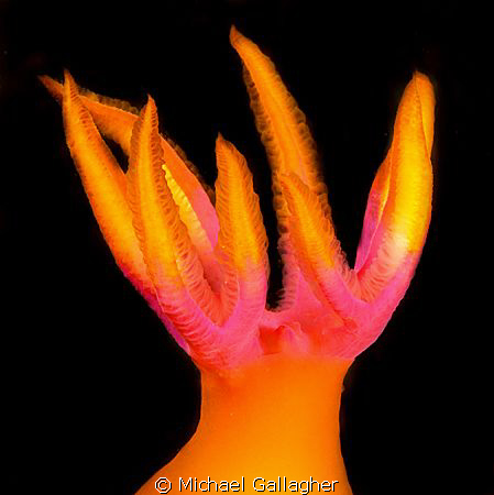 Nudi gills - pink and orange - Komodo, Indonesia by Michael Gallagher 