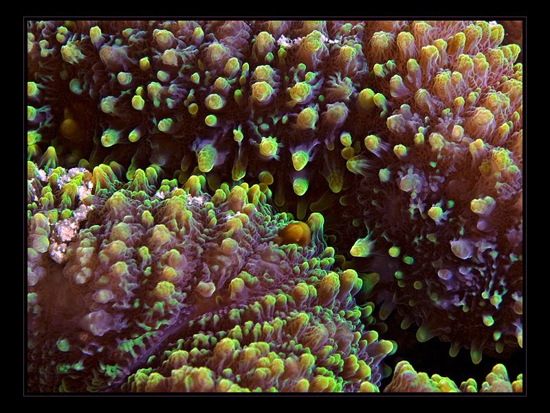 "Coral Surface"
 by Henry Jager 