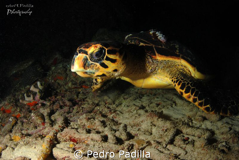 Hawksbill by Pedro Padilla 