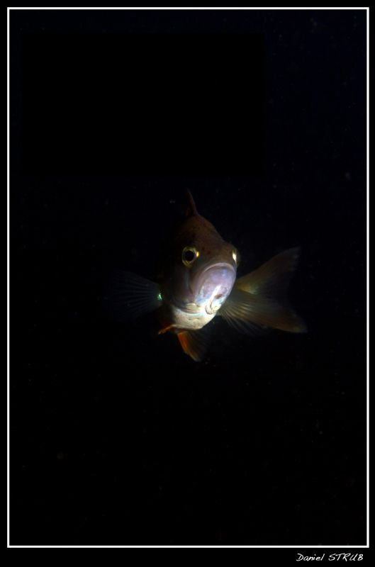 funny pearch - one strobe, on manual full power, f22 @ 1/... by Daniel Strub 