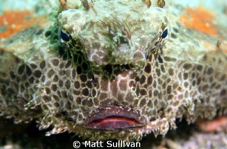 Polkadot Batfish by Matt Sullivan 