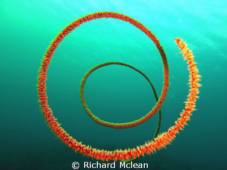 Whip coral corkscrew by Richard Mclean 