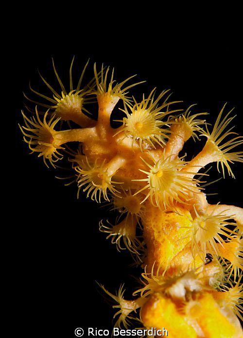 "The Colony" , CANON 40d, Ike housing, 60mm macro lens, 1... by Rico Besserdich 