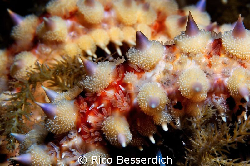 "Christmas" / Star-Fish Closeup / Canon 40D, 60mm macro, ... by Rico Besserdich 
