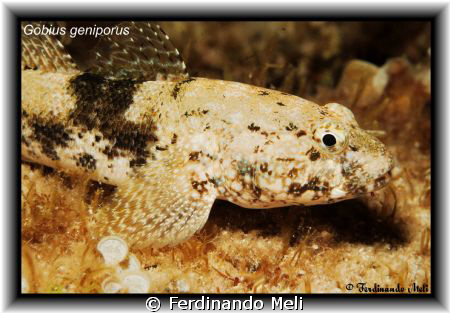 A Gobius geniporus in the Mediterranean sea. by Ferdinando Meli 