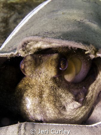 The Old Soft Shoe.  Came across an Octopus hiding out in ... by Jeri Curley 