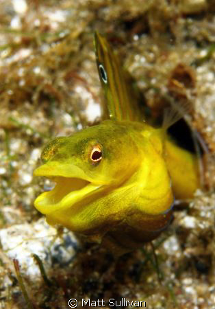 yellowface pikeblenny by Matt Sullivan 