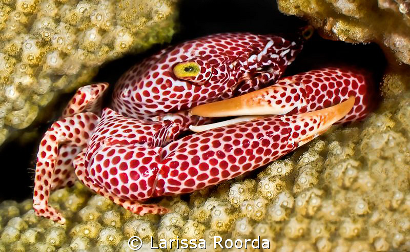 "I am NOT budging!"   coral crab. by Larissa Roorda 