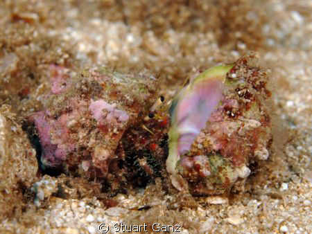 Hermit crab looking to up-grade. by Stuart Ganz 