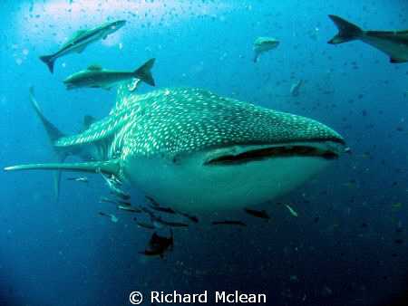 This was in April at SW Pinnacle in Gulf of Thai'. I got ... by Richard Mclean 