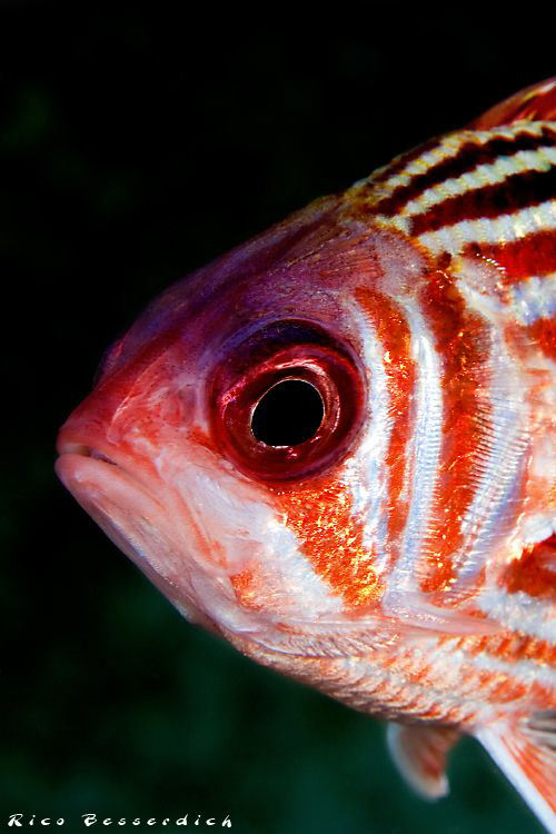 Soldier-Fish by Rico Besserdich 