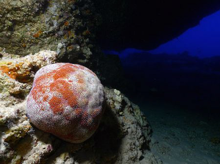 Pillow Starfish- Bat Cave, Saipan MP by Martin Dalsaso 