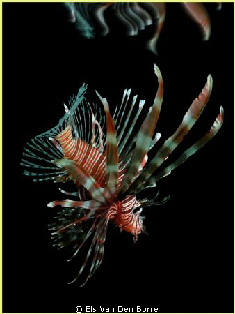 Lionfish in the dark by Els Van Den Borre 