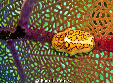 Flamingo tongue on a sea fan seen in Grand Cayman August ... by Bonnie Conley 