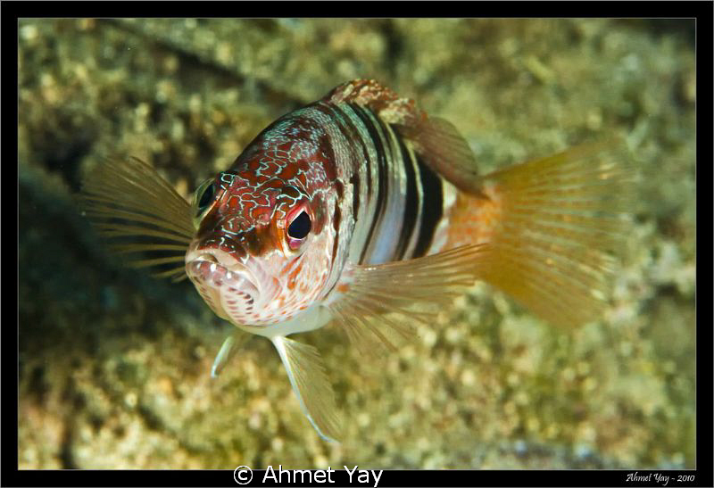 Nort Cyprus, Mağusa, Bedri dive site. Turksih name "Yazıl... by Ahmet Yay 