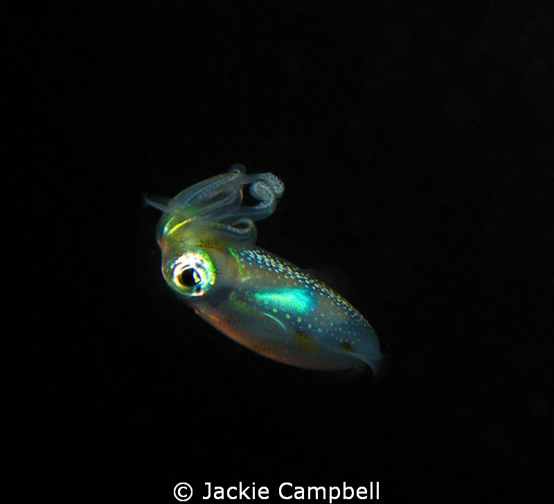 Baby squid...no more than 4-6cm in length.
Spotted at th... by Jackie Campbell 