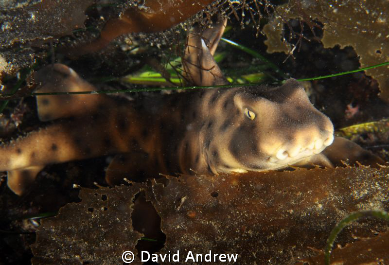 Horn Shark (Heterodontus francisci) by David Andrew 