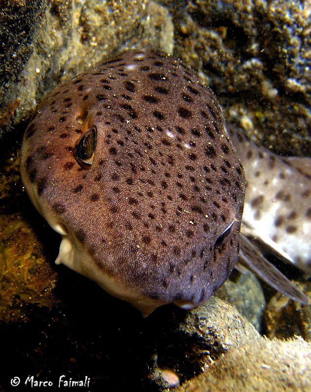 Small-spotted catshark portrait (Scyliorhinus canicula)
... by Marco Faimali 