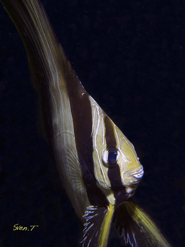 A beautiful batfish swimming by... by Sven Tramaux 