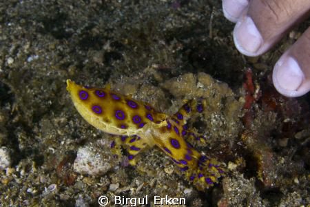 blue ringed octopus by Birgul Erken 