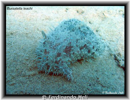 A nice Bursatella leachi in the Mediterranean sea. by Ferdinando Meli 
