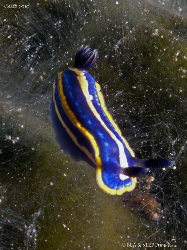 Tiny nudi (Hypselodoris villafranca) by Bea & Stef Primatesta 
